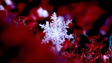 Winter! A single white snowflake on a red and black mossy background