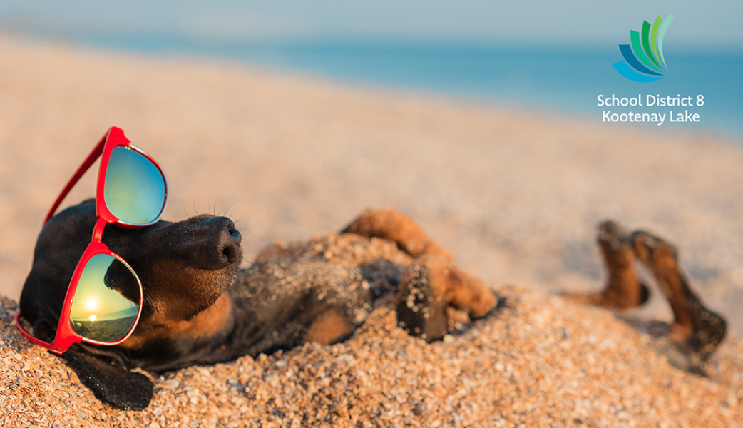 Dachschund in sunglasses lying on its back on a beach
